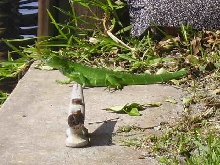 A Wild Florida Iguana Basking