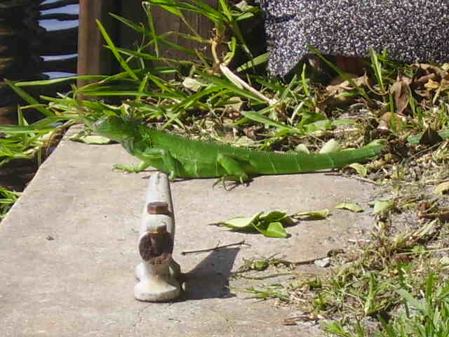 A Wild Florida Iguana Basking