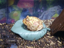 Pacman On Leaf Bowl
