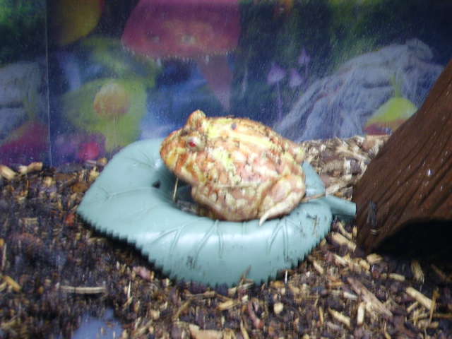 Pacman On Leaf Bowl