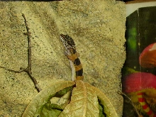 My Sticky Leo Climbing Wall