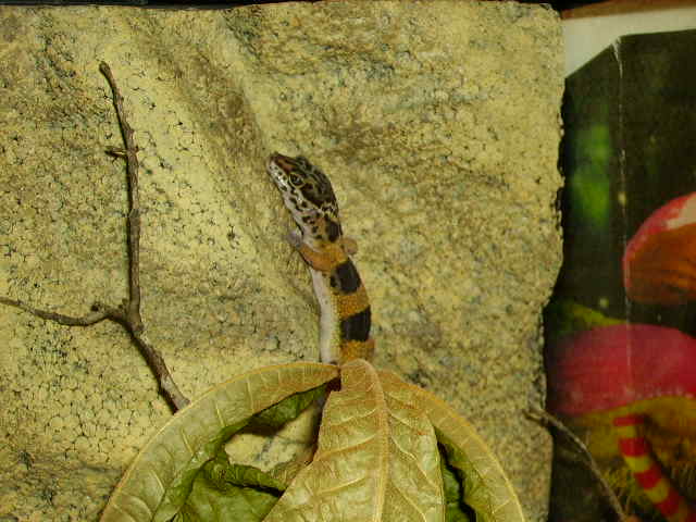 My Sticky Leo Climbing Wall