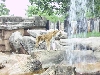 Tiger Looking Out Over A Waterfall