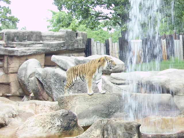 Tiger Looking Out Over A Waterfall