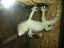 Tokay Gecko On Window