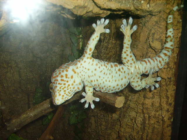Tokay Gecko On Window