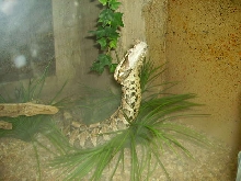 Gaboon Viper At Little Rock Zoo