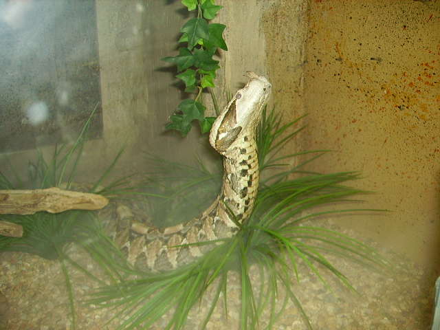 Gaboon Viper At Little Rock Zoo