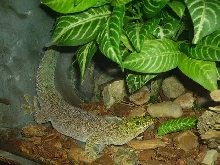 A Standings Day Gecko
