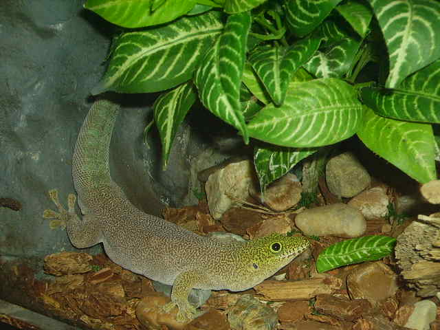 A Standings Day Gecko