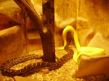 2 Burmese Pythons - 1 Albino