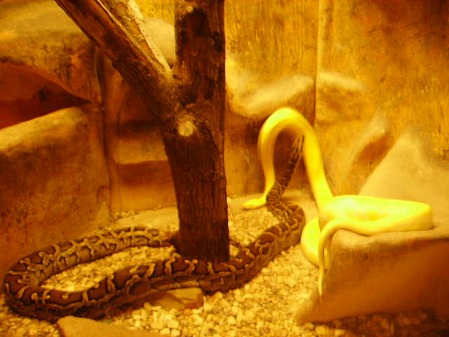 2 Burmese Pythons - 1 Albino