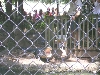 Alligator Taking Some Chicken From Jeff At Little Rock Zoo
