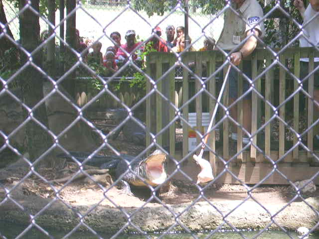 Alligator Taking Some Chicken From Jeff At Little Rock Zoo