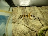 Sticky Climbing Sideways