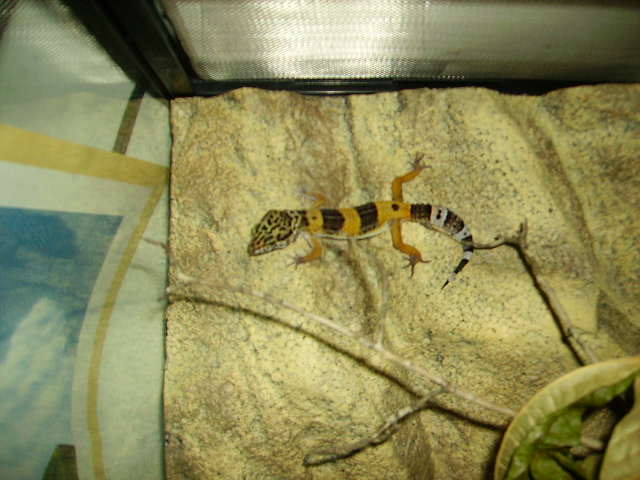 Sticky Climbing Sideways