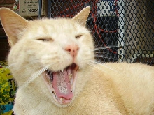 Big Boi Yawning
