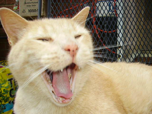 Big Boi Yawning