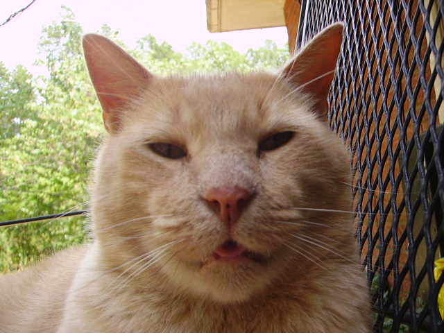 Big Boi Posing For A Close Up