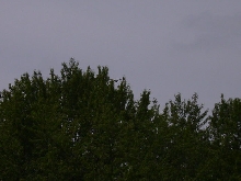 A Young Bald Eagle Flying Over The Trees