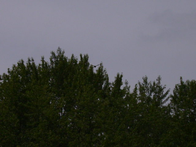 A Young Bald Eagle Flying Over The Trees