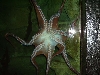 An Octopus Climbing On Glass