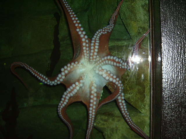 An Octopus Climbing On Glass