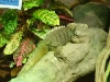 A Rare Iguana At Milwaukee Zoo