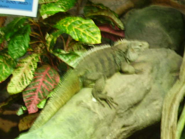 A Rare Iguana At Milwaukee Zoo