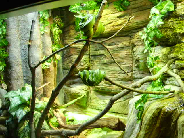 Green Tree Pythons