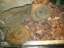 2 Cool Rattlesnakes At Milwaukee Zoo