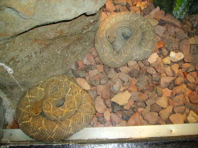 2 Cool Rattlesnakes At Milwaukee Zoo