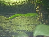 A Day Gecko Sitting On Top Of A Wall