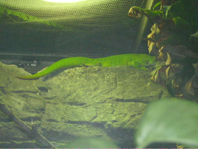 A Day Gecko Sitting On Top Of A Wall