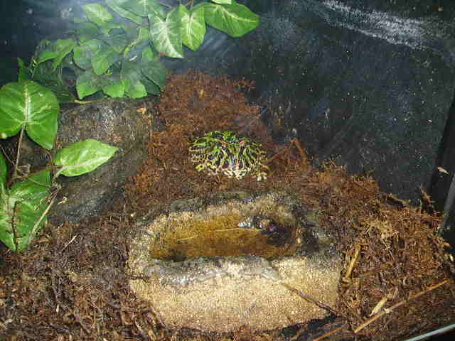 A Regular Colored Horned Frog