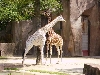 Two Cool Giraffes At Milwaukee Zoo