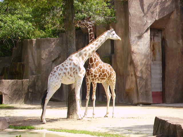 Two Cool Giraffes At Milwaukee Zoo