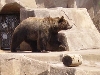 Big Bear At Milwaukee Zoo