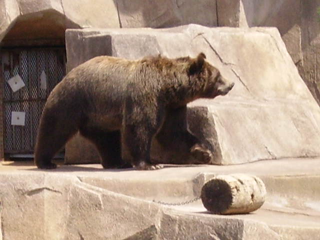 Big Bear At Milwaukee Zoo