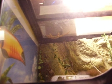 Crocodile Gecko Walking Upside Down
