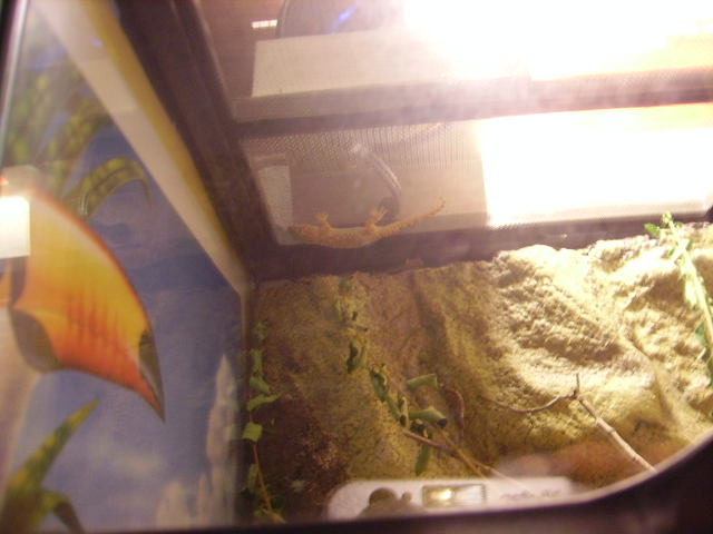 Crocodile Gecko Walking Upside Down