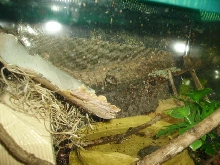 Baby Toad In Middle Of His House