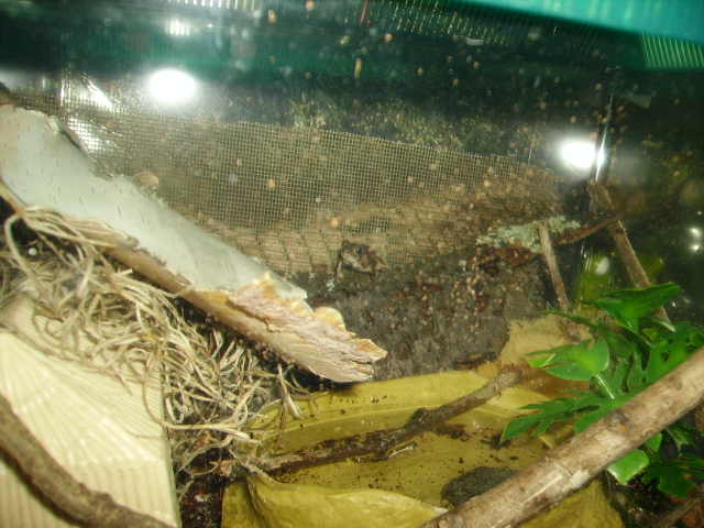 Baby Toad In Middle Of His House