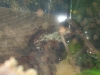 Baby Toad Sitting On Bark