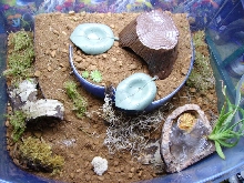 Pacmans Full Habitat