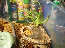Pacmans In His Bubbling Bowl