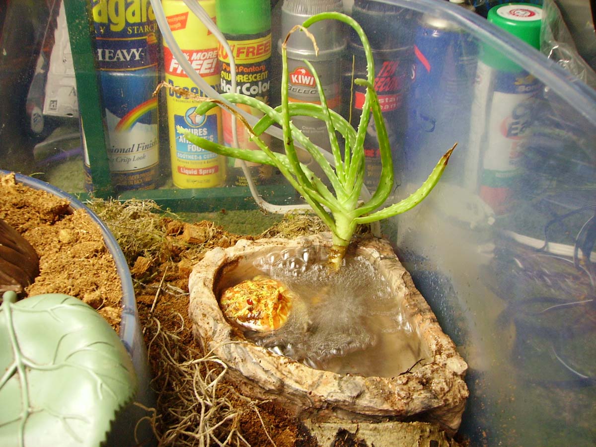 Pacmans In His Bubbling Bowl