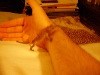 Cresty Climbing On My Arm