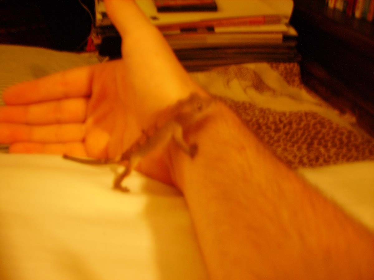 Cresty Climbing On My Arm