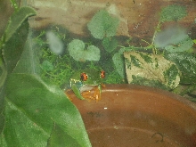 Red-Eyed Tree Frog